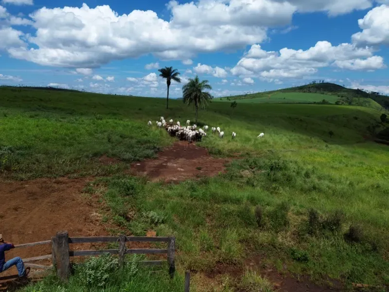 Fazenda em Cajuru/São Paulo — Ref C12VRO — Imagem 4