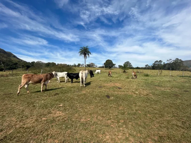 Fazenda em Delfinópolis/Minas Gerais — Ref OMXN7X — Imagem 25
