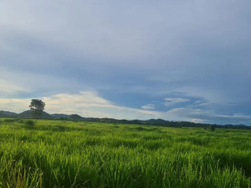 Fazenda em Vila Rica/Mato Grosso — Ref J55DQN — Imagem 9