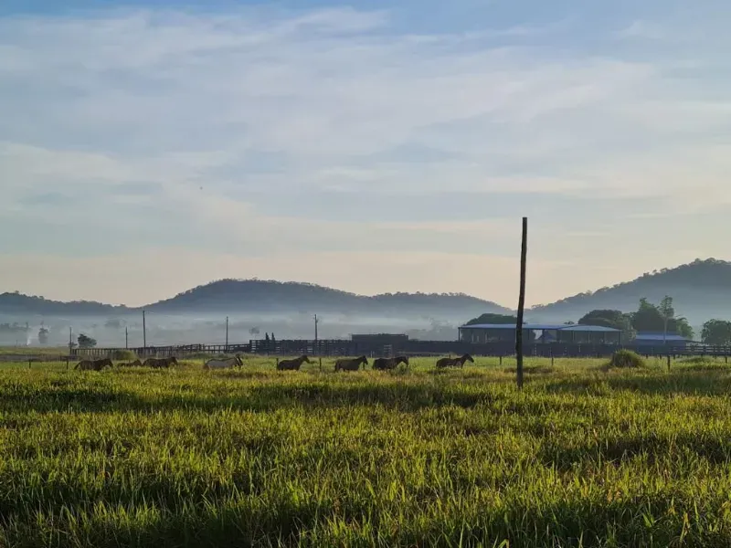 Fazenda em Vila Rica/Mato Grosso — Ref J55DQN — Imagem 8