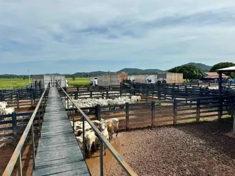 Fazenda em Vila Rica/Mato Grosso — Ref J55DQN — Imagem 3