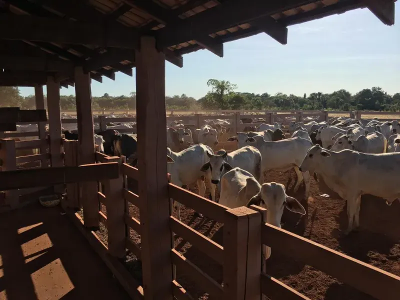 Fazenda em Luciara/Mato Grosso — Ref 78Y6WA — Imagem 7