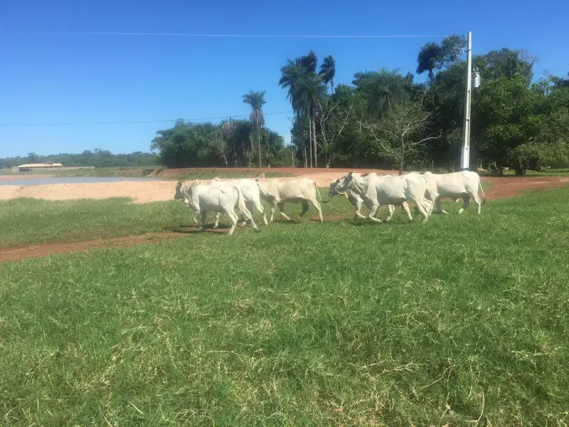 Fazenda em Luciara/Mato Grosso — Ref 78Y6WA — Imagem 26