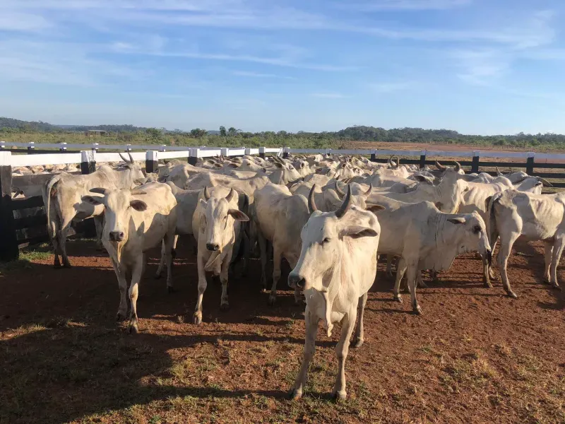 Fazenda em Luciara/Mato Grosso — Ref 78Y6WA — Imagem 6