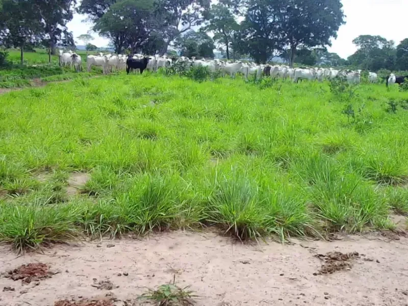 Fazenda em João Pinheiro/Minas Gerais — Ref 6UIBF9 — Imagem 5