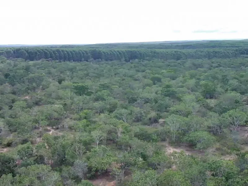 Fazenda em Januária/Minas Gerais — Ref WCD69D — Imagem 4