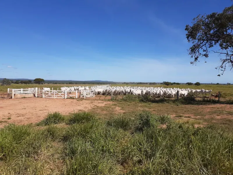 Fazenda em Januária/Minas Gerais — Ref OG8GJC — Imagem 3