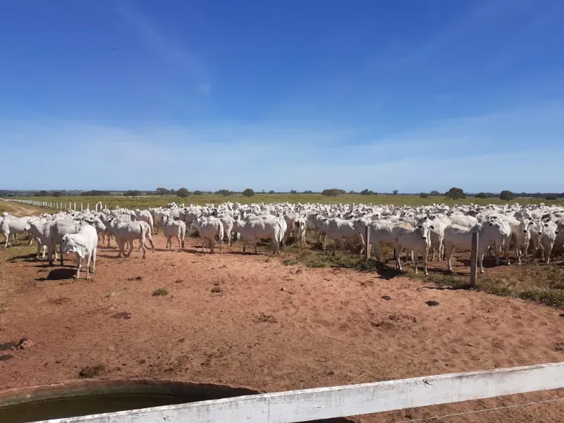 Fazenda em Januária/Minas Gerais — Ref OG8GJC — Imagem 4