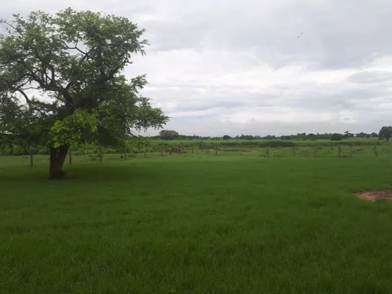 Fazenda em Januária/Minas Gerais — Ref OG8GJC — Imagem 6