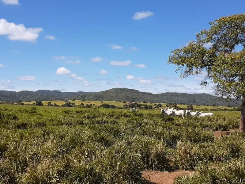 Fazenda em Januária/Minas Gerais — Ref OG8GJC — Imagem 9
