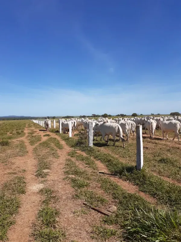 Fazenda em Januária/Minas Gerais — Ref OG8GJC — Imagem 12