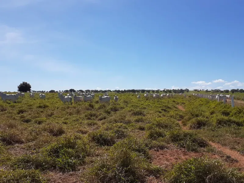 Fazenda em Januária/Minas Gerais — Ref OG8GJC — Imagem 13