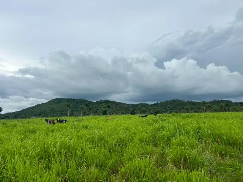 Fazenda em Pau D'Arco/Tocantins — Ref LE8F42 — Imagem 2
