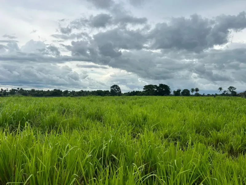 Fazenda em Pau D'Arco/Tocantins — Ref LE8F42 — Imagem 3