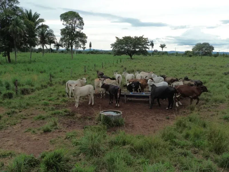 Fazenda em Pau D'Arco/Tocantins — Ref LE8F42 — Imagem 6