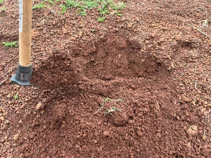 Fazenda em Pau D'Arco/Tocantins — Ref LE8F42 — Imagem 9