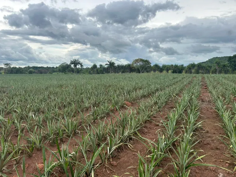 Fazenda em Pau D'Arco/Tocantins — Ref LE8F42 — Imagem 13