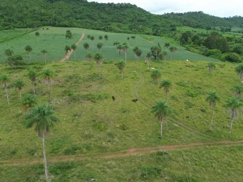 Fazenda em Pau D'Arco/Tocantins — Ref LE8F42 — Imagem 14