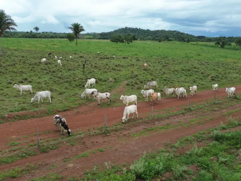 Fazenda em Pau D'Arco/Tocantins — Ref LE8F42 — Imagem 18