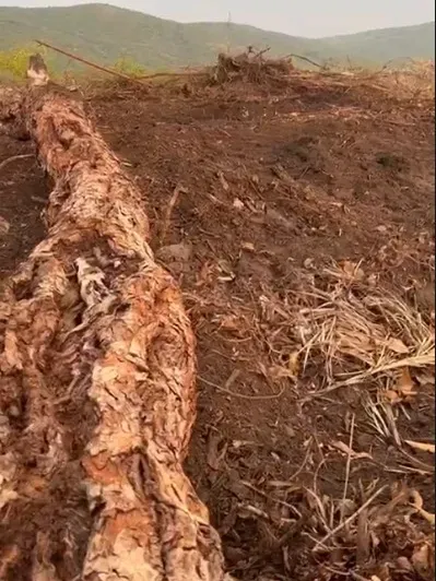 Fazenda em Barrolândia/Tocantins — Ref 6RVUE0 — Imagem 8