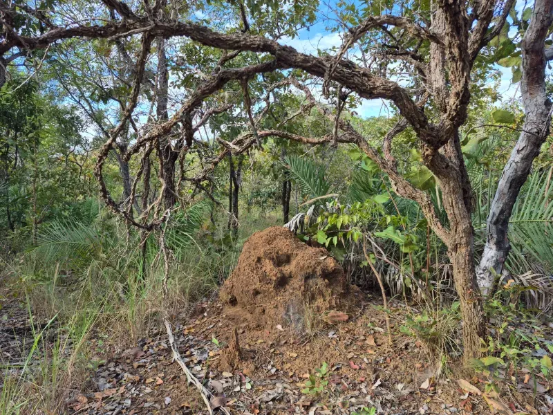 Fazenda em Santa Tereza do Tocantins/Tocantins — Ref JJNEBX — Imagem 2