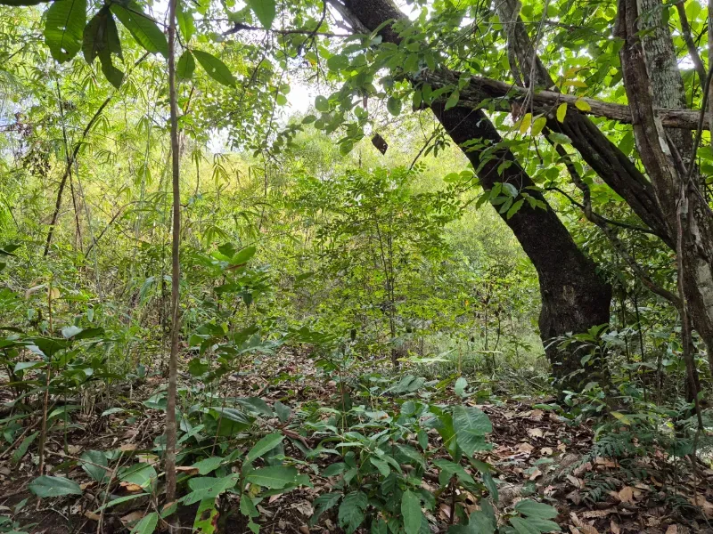 Fazenda em Santa Tereza do Tocantins/Tocantins — Ref JJNEBX — Imagem 4