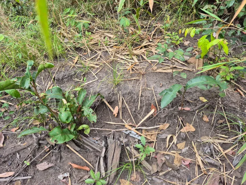 Fazenda em Santa Tereza do Tocantins/Tocantins — Ref JJNEBX — Imagem 5