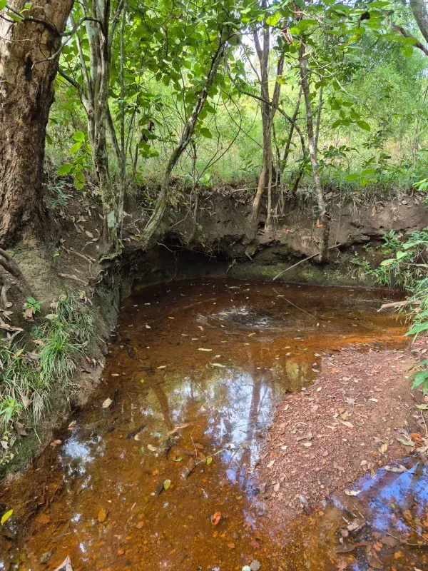 Fazenda em Santa Tereza do Tocantins/Tocantins — Ref JJNEBX — Imagem 6