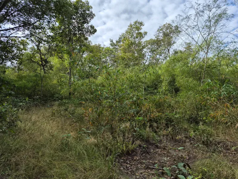 Fazenda em Santa Tereza do Tocantins/Tocantins — Ref JJNEBX — Imagem 10