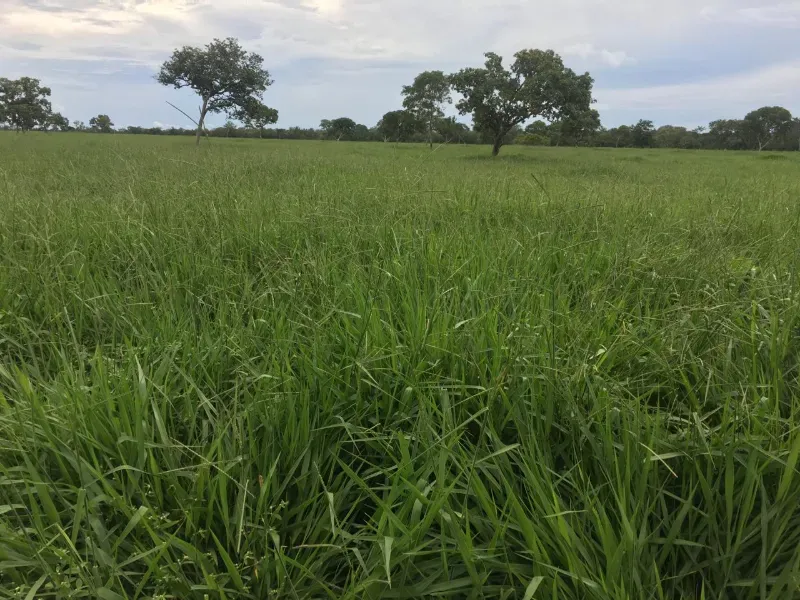 Fazenda em Pium/Tocantins — Ref HGK7GT — Imagem 5