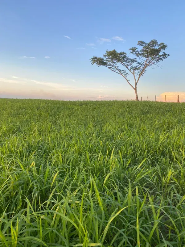 Fazenda em Pium/Tocantins — Ref HGK7GT — Imagem 10