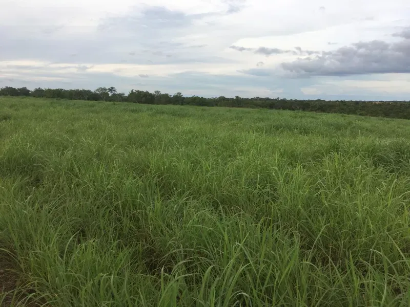 Fazenda em Pium/Tocantins — Ref HGK7GT — Imagem 13