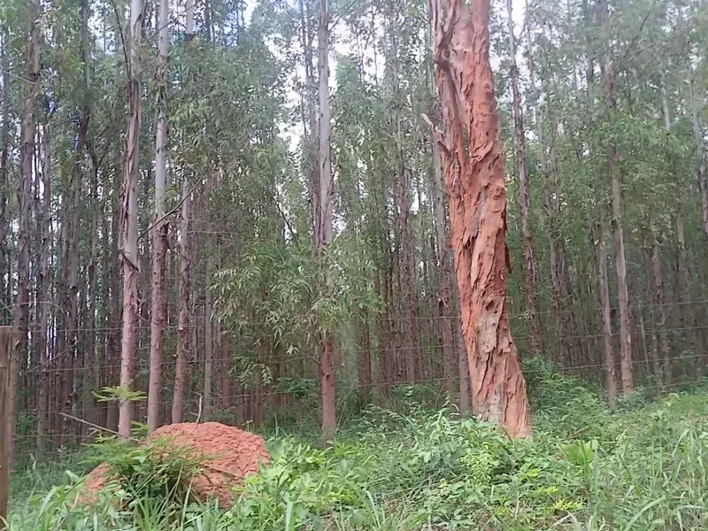 Fazenda em Corinto/Minas Gerais — Ref KB8448 — Imagem 10