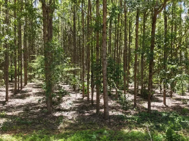 Fazenda em Corinto/Minas Gerais — Ref KB8448 — Imagem 11