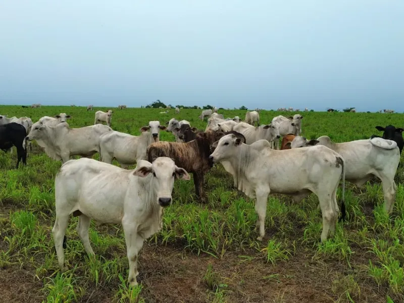 Fazenda em Colinas do Tocantins/Tocantins — Ref 5Y1ACE — Imagem 9