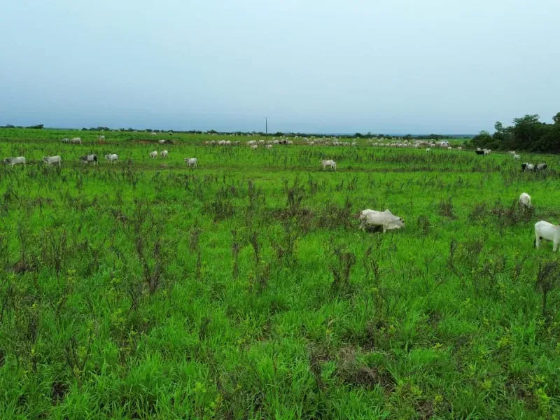 Fazenda em Colinas do Tocantins/Tocantins — Ref 5Y1ACE — Imagem 2