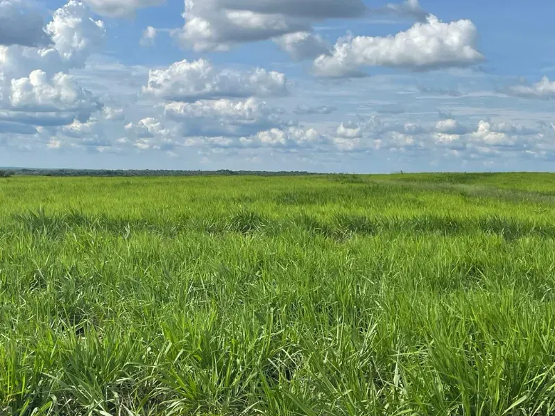 Fazenda em Colinas do Tocantins/Tocantins — Ref 5Y1ACE — Imagem 3