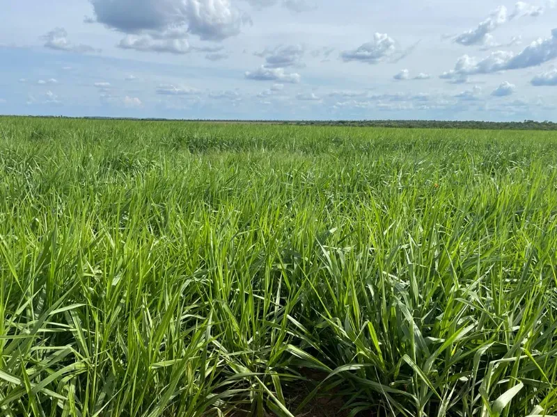 Fazenda em Colinas do Tocantins/Tocantins — Ref 5Y1ACE — Imagem 6