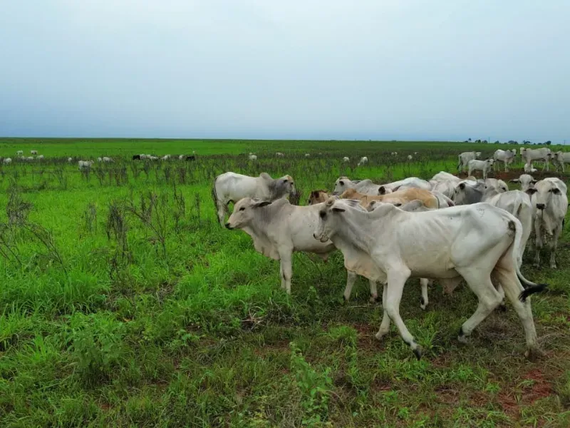 Fazenda em Colinas do Tocantins/Tocantins — Ref 5Y1ACE — Imagem 10