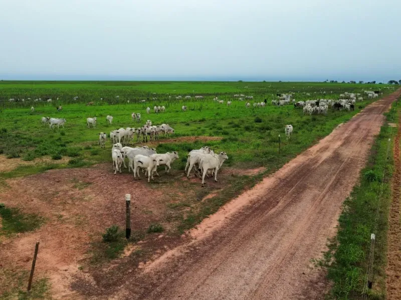 Fazenda em Colinas do Tocantins/Tocantins — Ref 5Y1ACE — Imagem 8