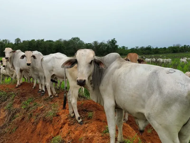 Fazenda em Colinas do Tocantins/Tocantins — Ref 5Y1ACE — Imagem 11