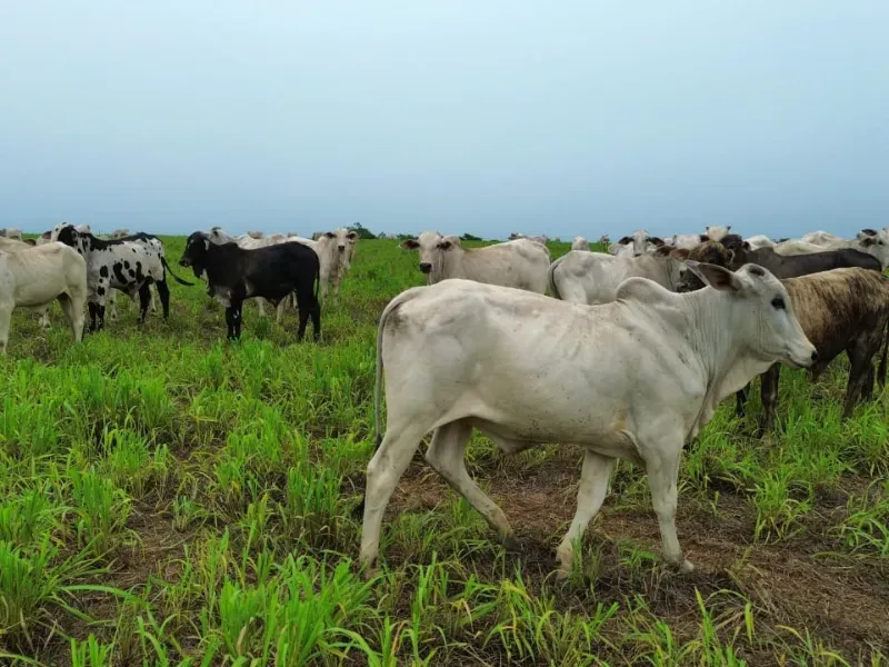 Fazenda em Colinas do Tocantins/Tocantins — Ref 5Y1ACE — Imagem 12