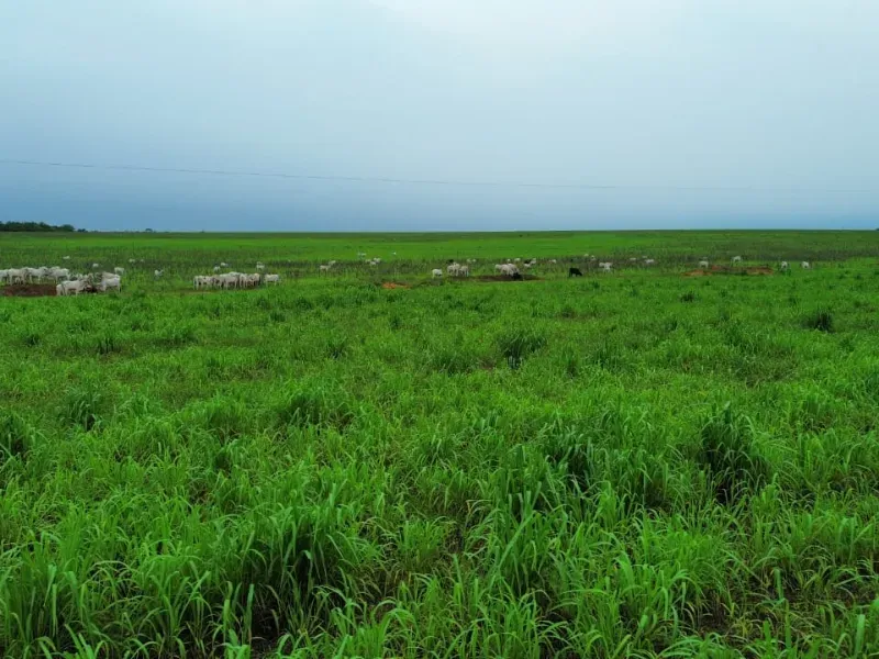 Fazenda em Colinas do Tocantins/Tocantins — Ref 5Y1ACE — Imagem 13