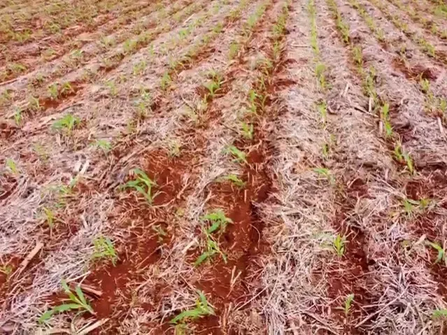 Fazenda em Porto Nacional/Tocantins — Ref APK6LW — Imagem 14