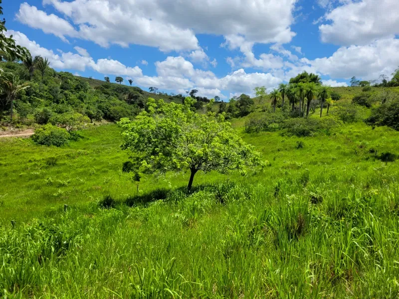 Fazenda em Areia/Paraíba — Ref XB2UI6 — Imagem 29