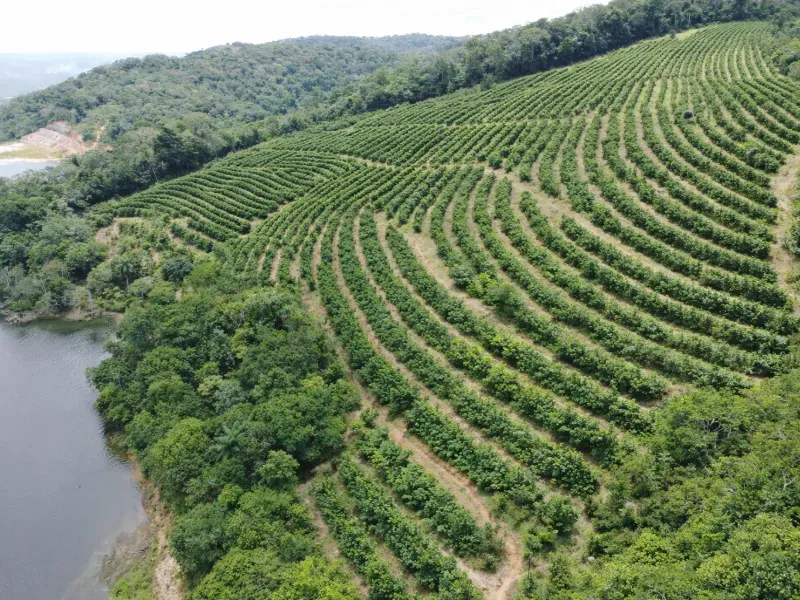 Fazenda em Areia/Paraíba — Ref XB2UI6 — Imagem 34