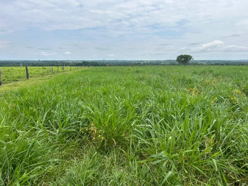 Fazenda em Colinas do Tocantins/Tocantins — Ref FILKTB — Imagem 5