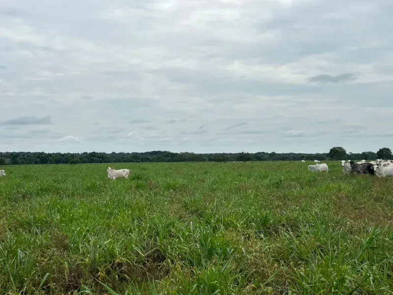 Fazenda em Colinas do Tocantins/Tocantins — Ref FILKTB — Imagem 18