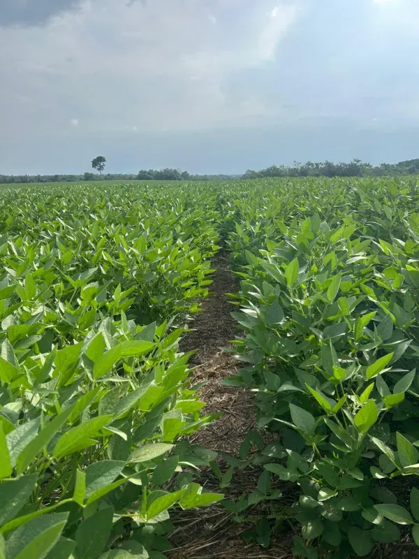 Fazenda em Juarina/Tocantins — Ref ENPMH9 — Imagem 4