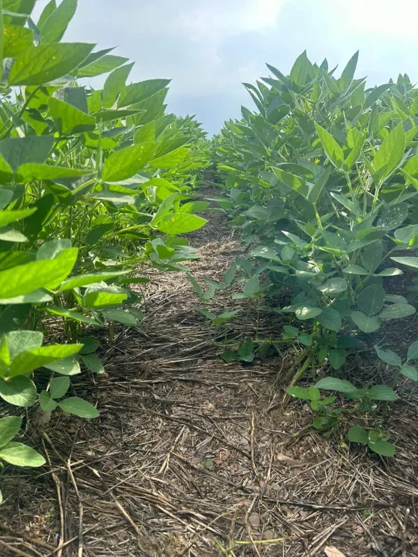 Fazenda em Juarina/Tocantins — Ref ENPMH9 — Imagem 6